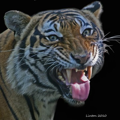 TIGER IMG_0080