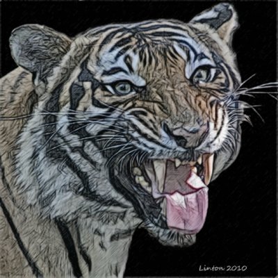 TIGER (COLORED CHARCOAL EFFECT)  IMG_0080