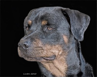 ROTTWEILER (colored  charcoal effect)