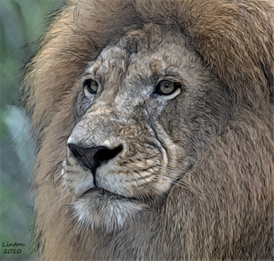 AFRICAN LION