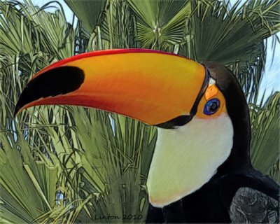 TOCO TOUCAN  IMG_2365