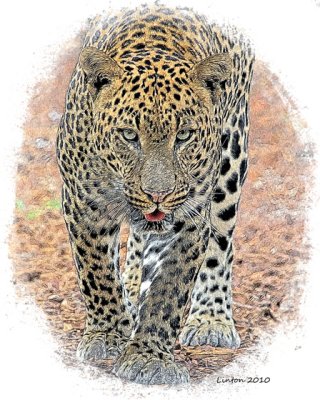 AFRICAN LEOPARD (colored pencil )
