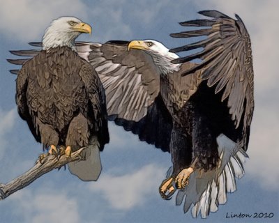 EAGLE PAIR (composite photo-sketch)
