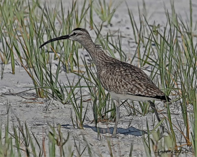 WHIMBREL  IMG_0121