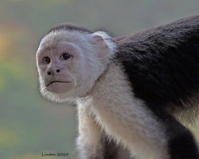 WHITE-FRONTED CAPUCHIN MONKEY (Cebus capuchinus)  IMG_0201