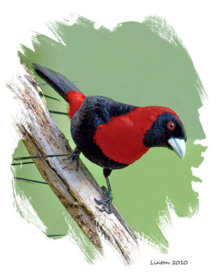 CRIMSON-COLLARED TANAGER  IMG_3614