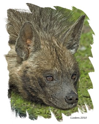 AFRICAN SPOTTED HYENA IMG_2308 