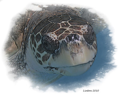 LOGGERHEAD SEA TURTLE  IMG_0119 