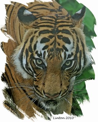 SUMATRAN TIGER IMG_0240 