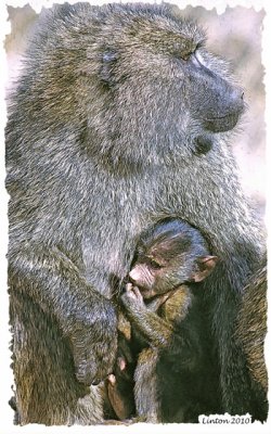 BABOON MOTHER AND NURSING BABY