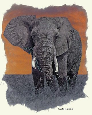 AFRICAN BULL ELEPHANT