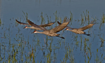 SANDHILL CRANES  IMG_5708