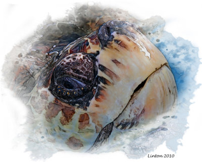 LOGGERHEAD SEA TURTLE  IMG_0117 