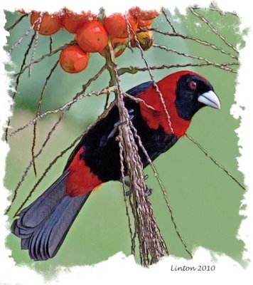 CRIMSON-COLLARED TANAGER IMG_3620 
