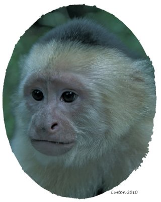 WHITE-FACED CAPUCHIN MONKEY (Cebus capuchinus) IMG_0748 