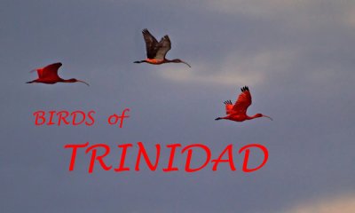 BIRDS OF TRINIDAD