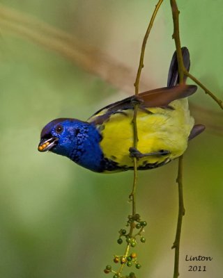 TURQUOISE TANAGER (Tangara  mexicana)  IMG_7384