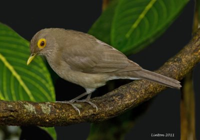 BARE-EYED THRUSH  (Turdus nudigenis) IMG_8206