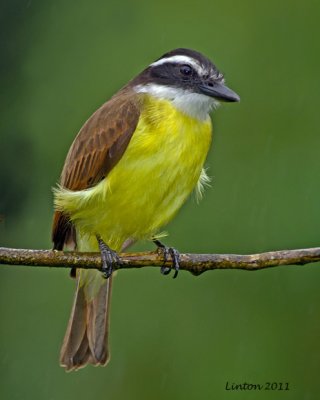 GREAT KISKADEE (Pitangus sulphuratus)  IMG_8157