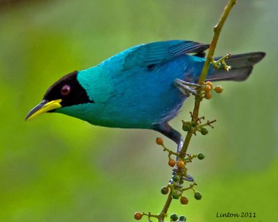 GREEN HONEYCREEPER MALE (Chlorophanes spiza) IMG_7673