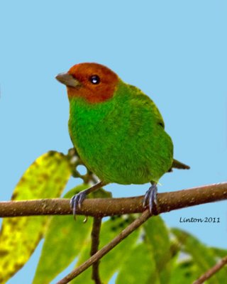 BAY-HEADED TANAGER  (Tangara gyrola) IMG_7658