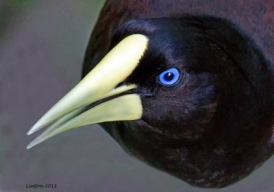 CRESTED OROPENDOLA (Psarocolius decumanus) IMG_6997