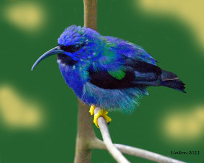 PURPLE HONEYCREEPER MALE (Cyanerpes caeruleus)  IMG_6794