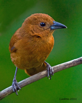WHITE-LINED TANAGER FEMALE (Tachyphonus rufus) IMG_6965