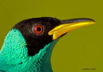 GREEN HONEYCREEPER MALE (Chlorophanes spiza) IMG_7446