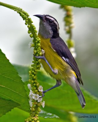 BANANAQUIT (Coereba flaveola) IMG_7710