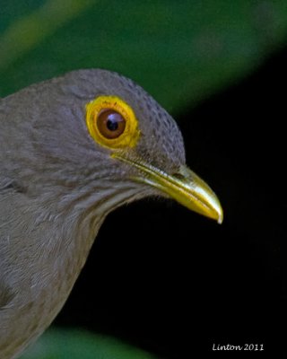 BARE-EYED THRUSH (Turdus nudigenis)  IMG_7744