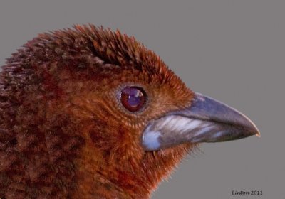 SILVER_BEAKED TANAGER (Ramphocelus carbo)  IMG_7980