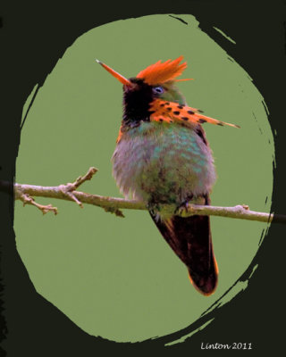 TUFTED COQUETTE MALE sketch IMG_7011 