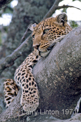 Resting Female Leopard (Panthera pardus)