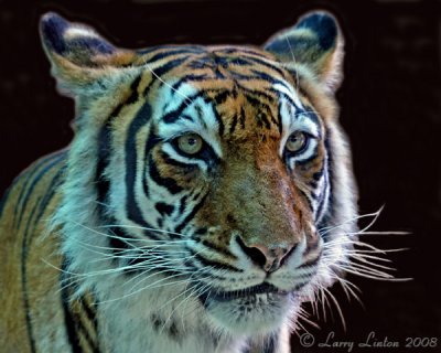 BENGAL TIGER  (Panthera tigris tigris)