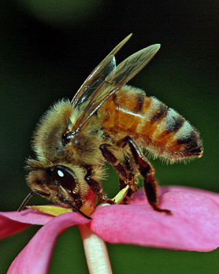 HONEYBEE/FLOWER Order - Hymenoptera