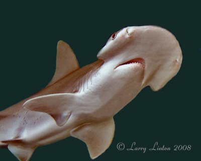 BONNETHEAD SHARK  (Sphyrna tiburo)