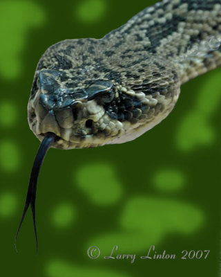EASTERN DIAMONDBACK RATTLESNAKE (Crotalus adamanteus)