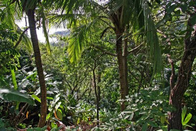 OSA PENINSULA RAIN FOREST  -  COSTA RICA   IMG_0129