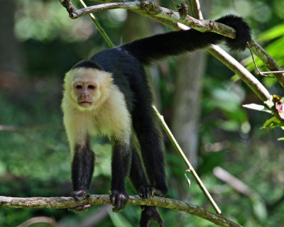 WHITE-FACED CAPUCHIN MONKEY  (Cebus capuchinus)   IMG_0446