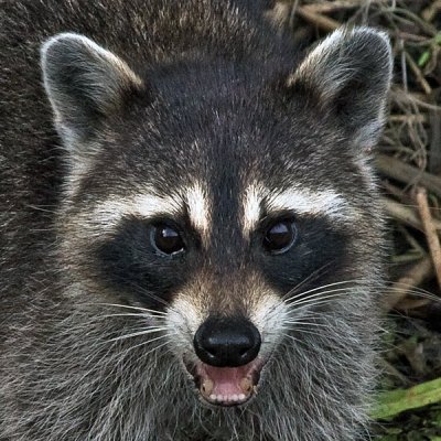 RACCOON (Procyon lotor) IMG_0072