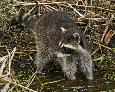 RACCOON (Procyon lotor) IMG_0072