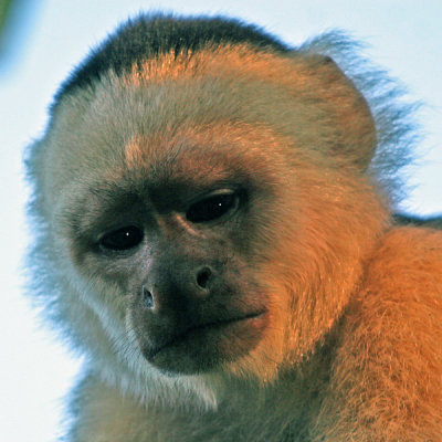 WHITE-FACED CAPUCHIN MONKEY (Cebus capuchinus)IMG_0097