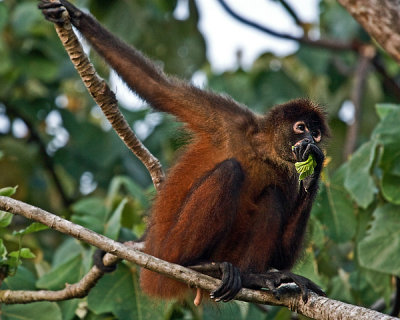 CENTRAL AMERICAN SPIDER MONKEY  IMG_0023
