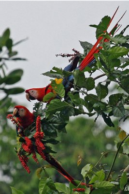 PAIR OF SCARLET MACAWS - Costa Rica  (Ara macao)    IMG_0252