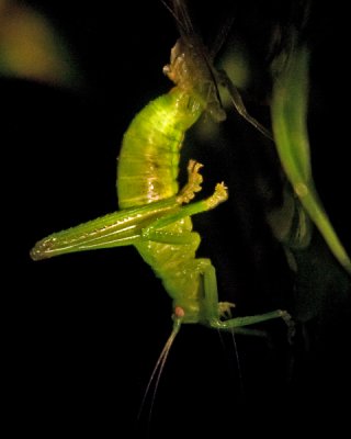 RAIN FOREST GRASSHOPPER NYMPH (WINGLESS JUVENILE)  IMG_0070