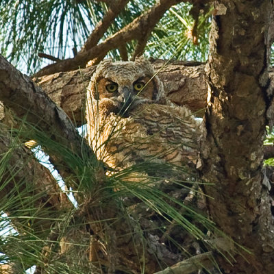 YOUNG GREAT HORNED OWL  (Bubo virginiansus)