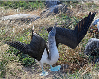 BLUE-FOOTED BOOBY COURTSHIP DISPLAY 794c