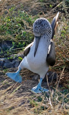 BLUE-FOOTED BOOBY COURTSHIP DISPLAY 792c