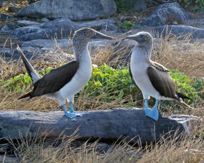BLUE-FOOTED BOOBIES 834c